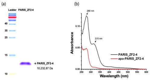 PARIS_ZF2-4의 (a) SDS-PAGE 결과 및 (b) UV-vis spectrum 결과