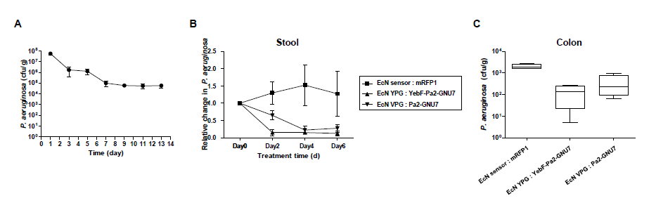 Engineered EcN의 in vivo 감염 치료 효능 검증