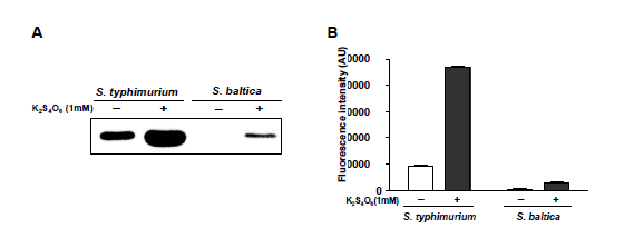 S. typhimurium, S. baltica ttrSR-PttrB 기반 장내 염증 인지 시스템의 작동 비교