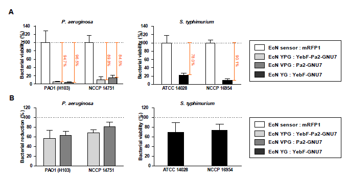 Engineered EcN의 in vitro 항균활성 분석