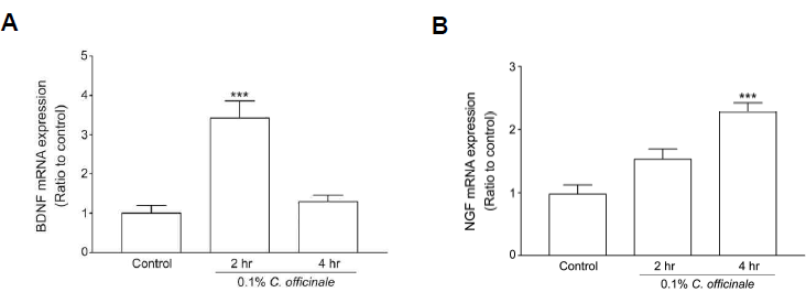 Expression of BDNF mRNA (A) and NGF mRNA (B). The extract of C. officinale (1 mg/ml) was incubated for 2 or 4 hr in cultured neurons. ***p<0.001 compared to control