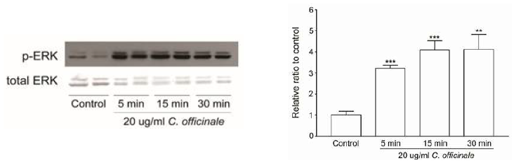 Quantitative analysis of ERK phosphorylation by the extract of C. officinale in cultured neurons. **p<0.01, ***p<0.001 compared to control