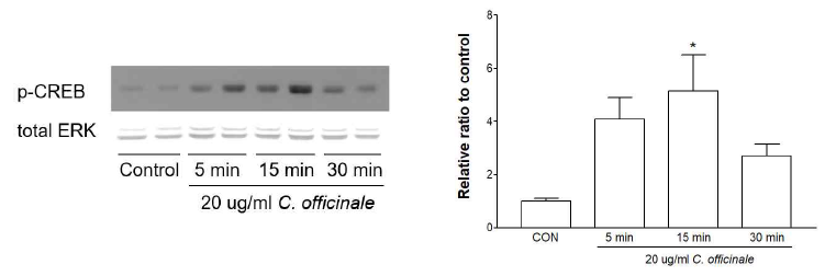 Quantitative analysis of CREB phosphorylation by the extract of C. officinale in cultured neurons. *p<0.05 compared to control