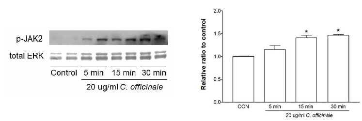 Quantitative analysis of p-JAK2 in cultured cortical neurons by C. officinale extract. *p<0.05 compared to control