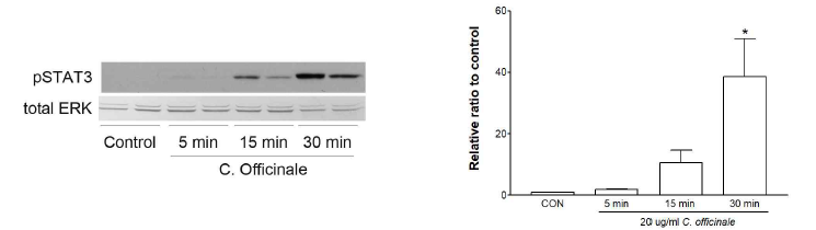 Quantitative analysis of STAT3 phosphorylation by the extract of C. officinale in cultured neurons. *p<0.05 compared to control