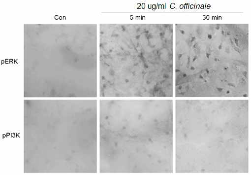 Phosphorylation of ERK and PI3K by the extract of C. officinale in cultured neurons