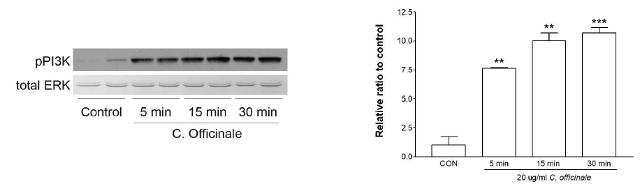 Quantitative analysis of PI3K phosphorylation by the extract of C. officinale in cultured neurons. **p<0.01, ***p<0.001 compared to control