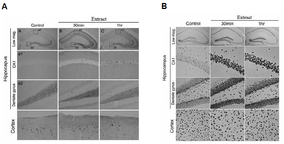 Increased phosphorylation of ERK (A) and CREB (B) by the extract of C. officinale in cultured neurons