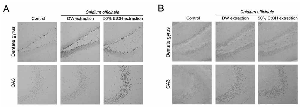 Immunoreactivity of p-CREB (A) and p-TrkB (B) in the hippocampus at 24 hours after the last C. officinale extract administration in mice. The extract of C. officinale was administerd for 3 weeks with a dose of 12 mg/kg