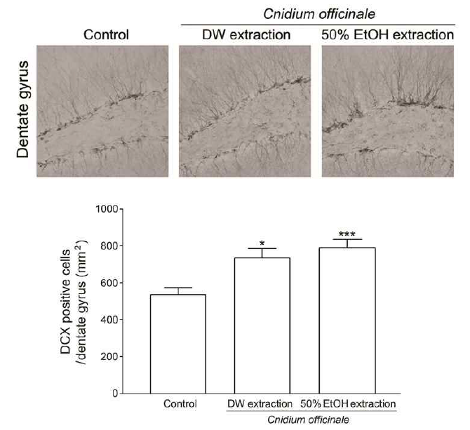 The density of doublecortin (DCX)-positive cells in the dentate gyrus in mice following daily oral administration (12 mg/kg) of C. officinale extract for 3 weeks. * p<0.05, *** p<0.001 compared to control, respectively