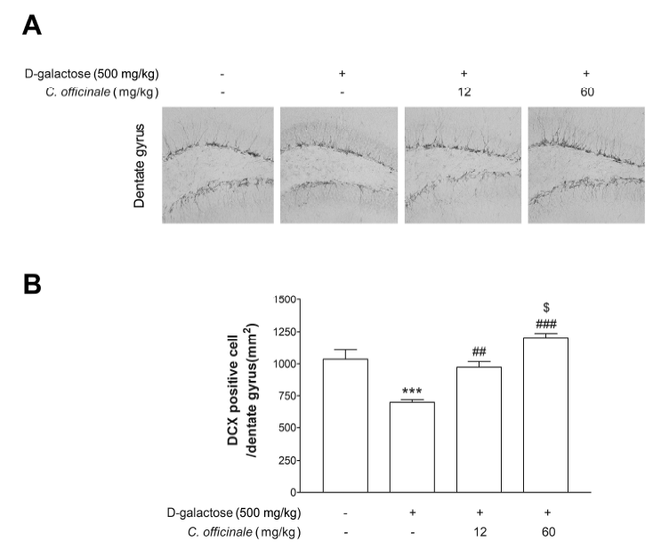 The density of doublecortin (DCX)-positive cells in the dentate gyrus in mice following daily oral administration (12 mg/kg) of C. officinale extract for 3 weeks. * p<0.05, *** p<0.001, respectively