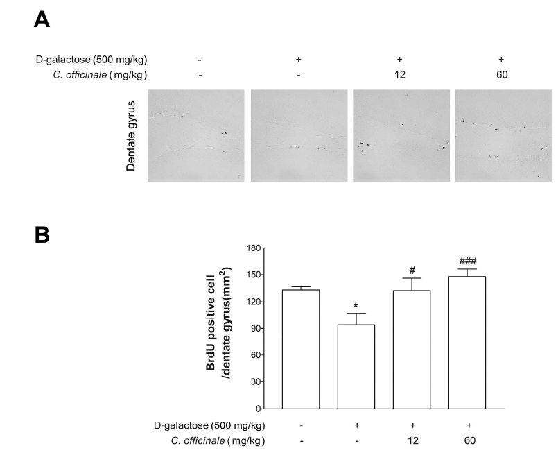 The density of BrdU-positive cells in the dentate gyrus in mice following D-galactose and C.officinale administration for 7 weeks. *p<0.05, compared to control, #p<0.01, ###p<0.01, compared to D-galactose