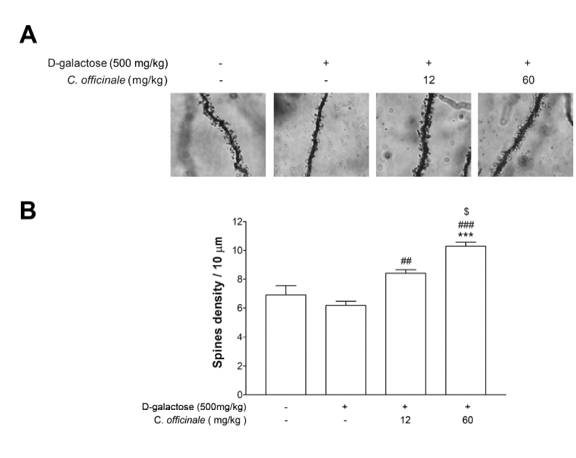 The density of spines in the dentate gyrus in mice following D-galactose and C.officinale administration for 7 weeks. ***p<0.001 compared to control, #p<0.05 compared to D-galactose