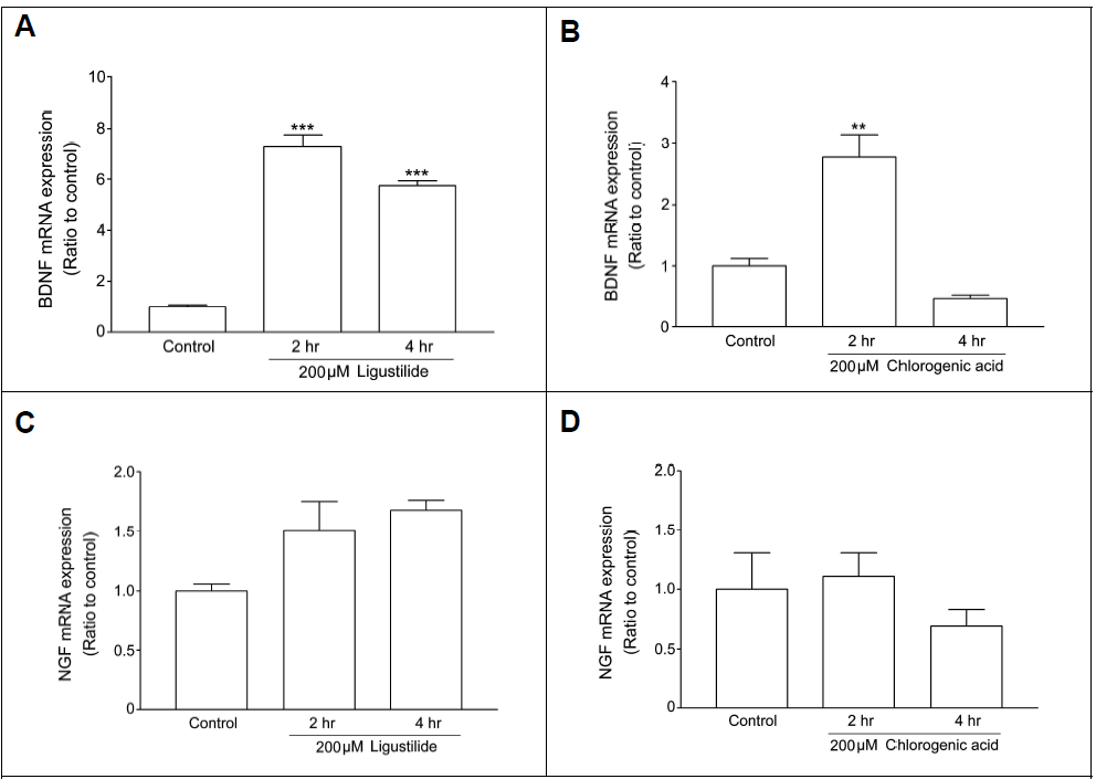 Relative value of BDNF and NGF mRNA expression (A, C) Ligustilide was incubated for 2 or 4 hr in cultured neurons (B, D) Chlorogenic acid was incubated for 2 or 4 hr in cultured neurons. **p<0.01, ***p<0.01, compared to control, respectively