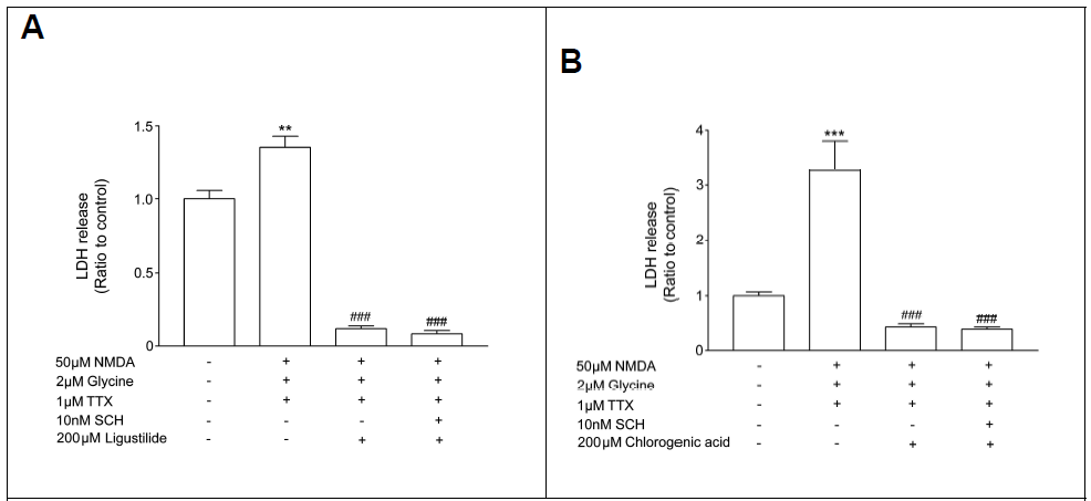 Effect on neuroprotection by ligustilide (A) and chlorogenic acid (B). **p<0.01, ***p<0.001 compared to control, ###p<0.001 compared to NMDA-stimulated group, respectively