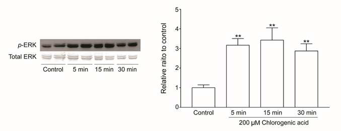 Quantitative analysis of p-ERK in cultured cortical neurons following 200 μM of chlorogenic acid for 5, 15, 30 min. **p<0.01 compared to control