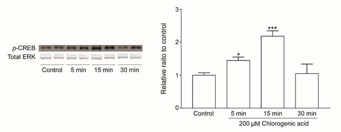 Quantitative analysis of p-CREB in cultured cortical neurons following 200 μM of chlorogenic acid for 5, 15, 30 min. *p<0.05,***p<0.001 compared to control