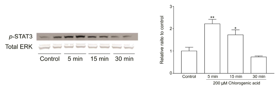 Quantitative analysis of p-JAK2 in cultured cortical neurons by C. officinale extract