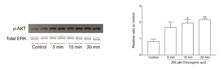 Quantitative analysis of PI3K phosphorylation by the extract of C. officinale in cultured neurons