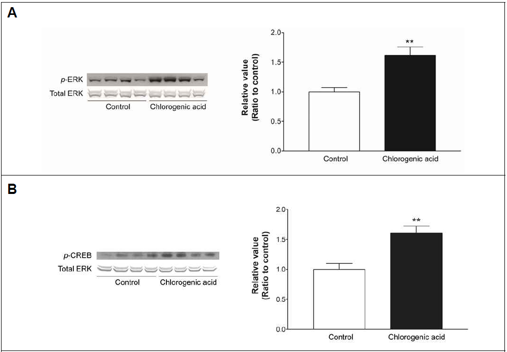 Increased phosphorylation of ERK (A) and CREB (B) in hippocampus by chlorogenic acid administration for 3 weeks. **p<0.01 compared to control