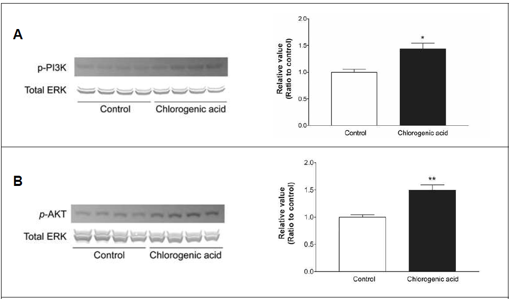 Quantitative analysis of PI3K phosphorylation (A) and Akt phosphorylation (B) by chlorogenic acid administration for 3 weeks. *p<0.05, **p<0.01 compared to control