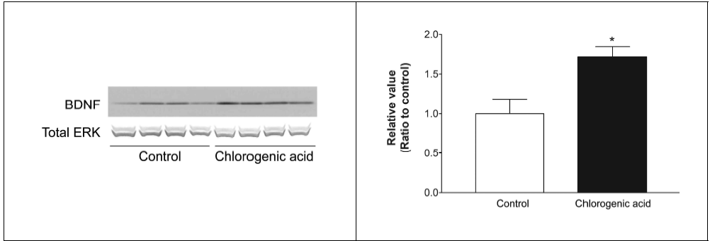 Quantitative analysis of BDNF in hippocampus by chlorogenic acid administration for 3 weeks *p<0.05 compared to control