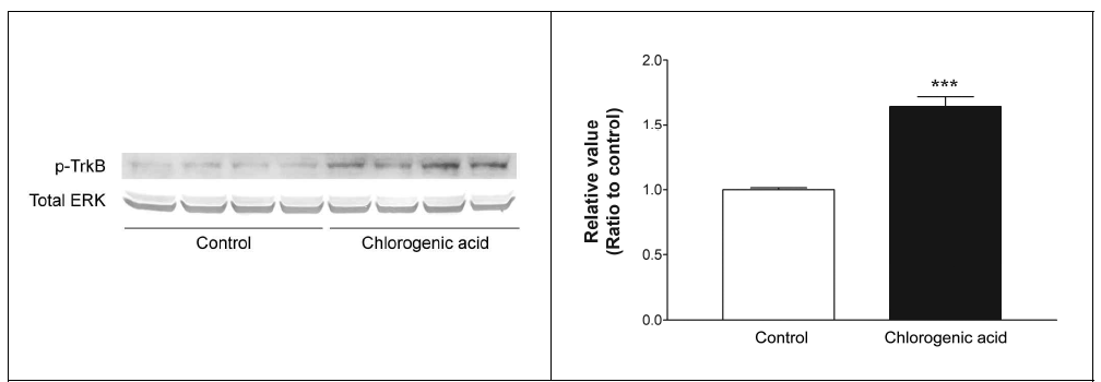 Quantitative analysis of TrkB phosphorylation in hippocampus by chlorogenic acid administration for 3 weeks