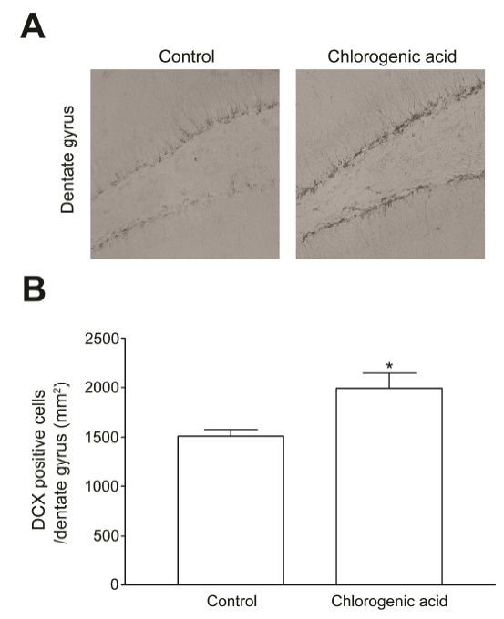 The density of doublecortin (DCX)-positive cells in the dentate gyrus in mice following daily oral administration (200 mg/kg) of chlorogenic acid for 3 weeks. * p<0.05 compared to control