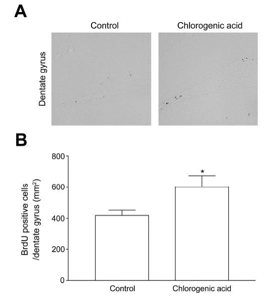 The density of BrdU-positive cells in the dentate gyrus in mice following daily oral administration (200 mg/kg) of chlorogenic acid for 3 weeks. * p<0.05 compared to control