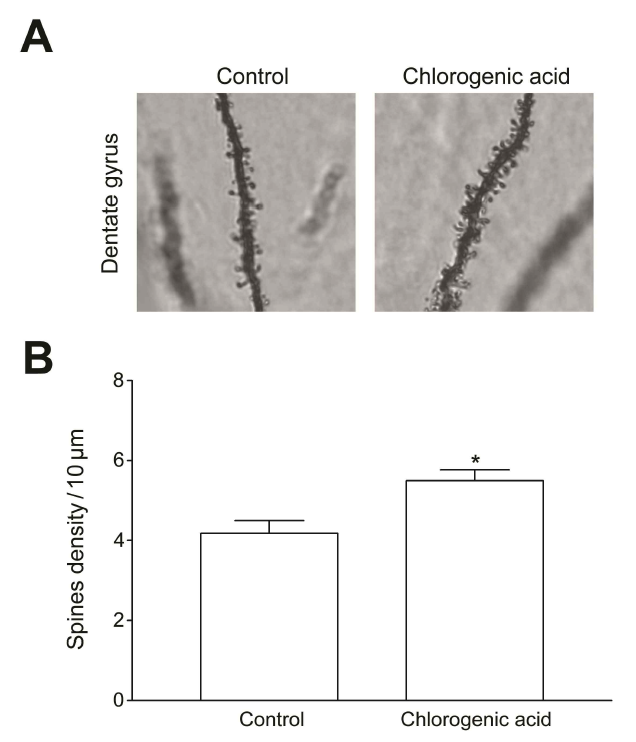 The density of spines in the dentate gyrus in mice following chlorogenic acid administration for 7 weeks. *p<0.001 compared to control