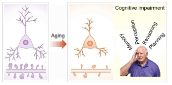 노화에 따른 구조적 기능적 변화와 인지기능 저하. 노화가 진행됨에 따라 수상돌기의 길이 감소, 가시 밀도의 감소 및 시냅스 가소성의 감소가 특징적으로 나타나 인지기능 저하를 유발함