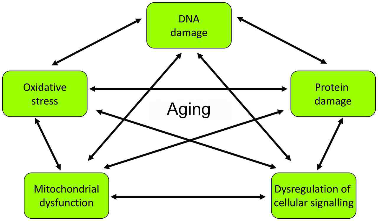 노화의 기전. 노화는 미토콘드리아 기능이상, 산화적 스트레스, DNA 손상, 단백질 손상 및 세포 신호전달 이상 등 다양한 원인의 복합적 상호작용에 의해 일어남