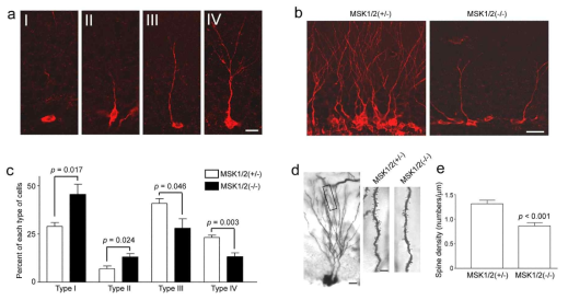 a-c. 해마 줄기세포의 증식 후 분화단계를 4 단계로 나누고 MSK1/2 double hetero 생쥐와 double KO 생쥐에서 결과를 분석함. MSK1/2 double KO 생쥐에서는 분화 초기 단계(type I) 세포가 주로 관찰되며 hetero 생쥐에서는 분화가 진행된 type III-IV 세포들이 많이 관찰됨. d. MSK1/2 double KO 생쥐에서 해마 신경세포의 가시 밀도가 현저히 감소함을 확인함