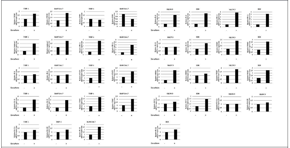 Human과 Mouse의 난소암 세포주와 대식세포를 transwell co culture assay를 사용하여 공동배양 하였을 경우 유전자 발현량의 변화 비교 (좌측 : 대식세포, 우측 : 난소암 세포주)