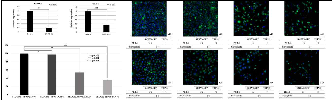 Human에서 siRNA를 사용하여 난소암 세포주와 대식세포에서 각각 PD-L1을 억제한 후 공동배양하여 Carboplatin을 처리한 결과 (좌측 상단 : siRNA 억제 후 PD-L1 발현량 감소, 좌측 하단 : EZ-cytox assay를 이용한 siRNA 처리로 난소암 세포주와 대식세포에서 PD-L1을 억제 한 후 Carboplatin을 처리 한 결과, 우측 : siRNA를 이용하여 난소암 세포주와 대식세포에서 PD-L1을 억제 한 뒤 Carboplatin 처리 후 Confocal imaging 한 결과)