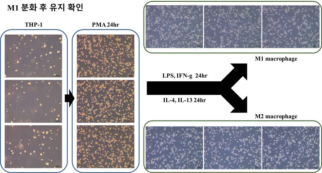 THP-1 를 이용한 대식세포 분화 실험 결과