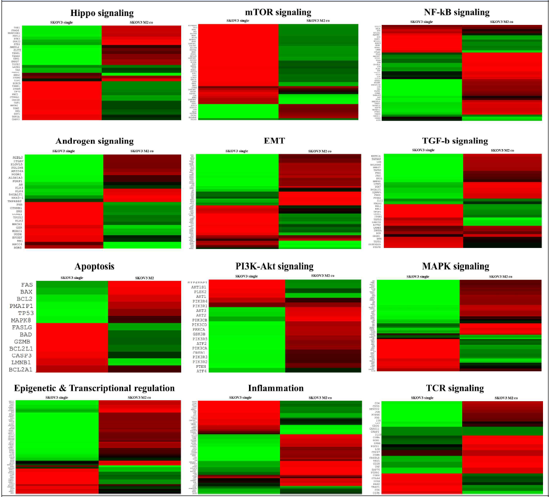 Nanostring 패널기반 RNA 분석 nSolver 4.0 software를 이용한 RNA 발현 분석 Heatmap