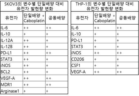 SKOV3와 THP-1의 변수별 단일배양 대비 유전자 발현량 변화 (++: fold change>1.5, +:1.5>fold change>0)