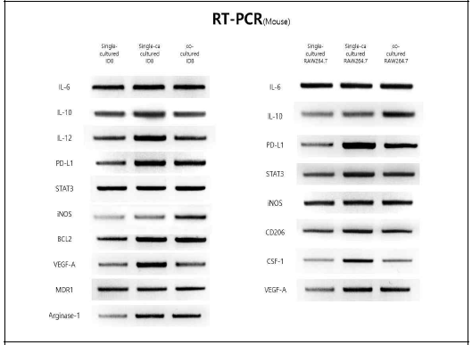 공동배양/Carboplatin 처리 후 Mouse 난소암 세포주와 대식세포의 RT PCR 결과