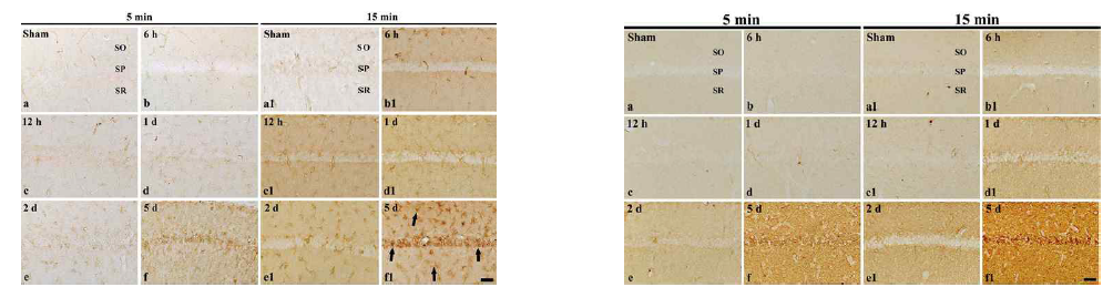 5분 및 15분간 일과성 전뇌 허혈을 유발 한 뒤 해마 CA1영역에서 IgG(좌) 및 알부민(우) 면역반응성