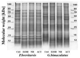 흰점박이꽃무지 유충 및 쌍별귀뚜라미 탈지곤충단백의 SDS-PAGE 겔 이미지 Ctrl: full-fat insects, EtOH: insects defatted by ethanol, NH: insects defatted by normal hexane, ACT: insects defatted by acetone