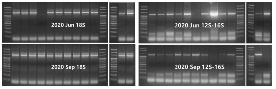 18S(V4-V9)와 mtDNA의 12S-16S 영역의 1차 PCR 결과 (2020년 6월과 9월)