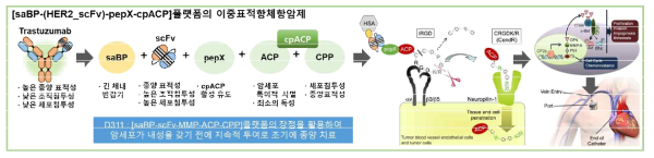 이중표적항체항암제의 최종 목표 및 개발 모식도