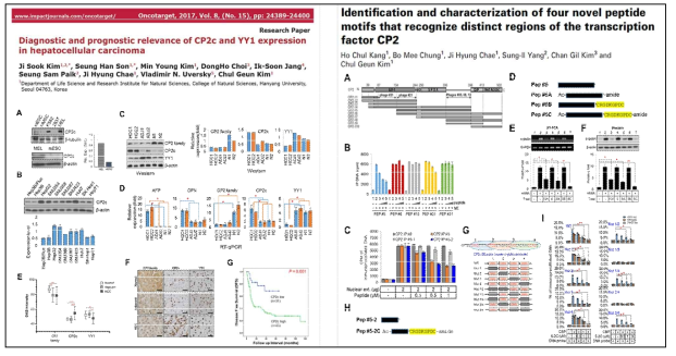 선행연구 : Oncogene addiction gene CP2c 와 특이적 결합 펩티드 모티프의 동정