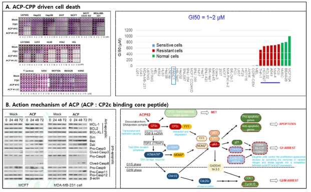 선행연구 : A; ACP의 암세포 특이적 세포사. B; ACP의 작용기작