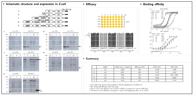 E.coli에서 scFv를 수용성으로 대량생산하는 발현플랫폼의 개발