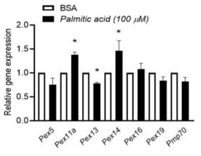 지방간 유사 간세포 모델에서 페록신(peroxin) genes 발현 확인