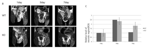 hindlimb ischemia model을 이용한 in vivo angiognesis assay