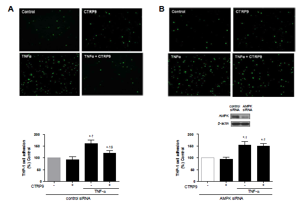 AMPK activation mediates the inhibitory effects of CTRP9 on TNFα-induced adhesion of monocytes to HAEC