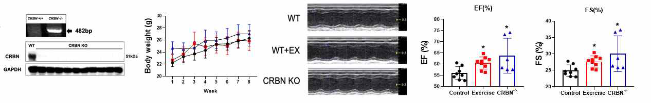 운동 생쥐와 CRBN-/- 생쥐의 심장 기능 비교